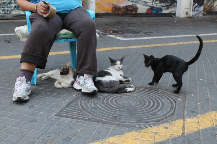 miss juve - jaffa flea market 5