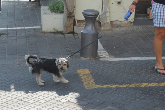 miss juve - jaffa flea market 1