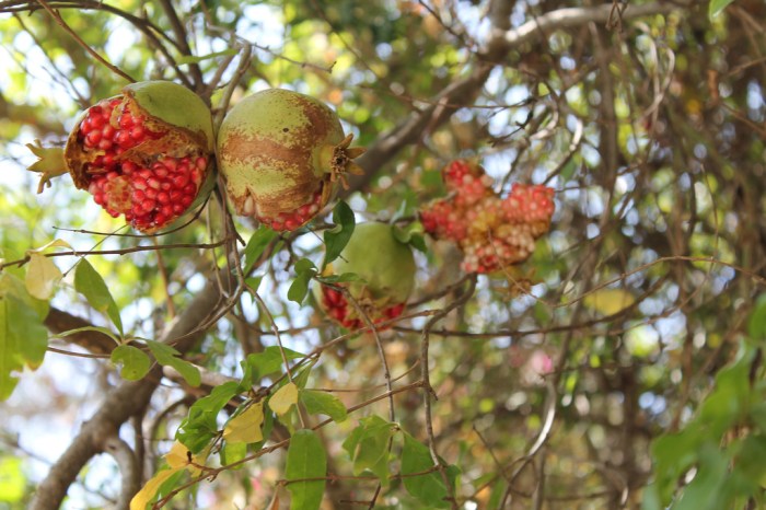 missjuve_ein_karem_11