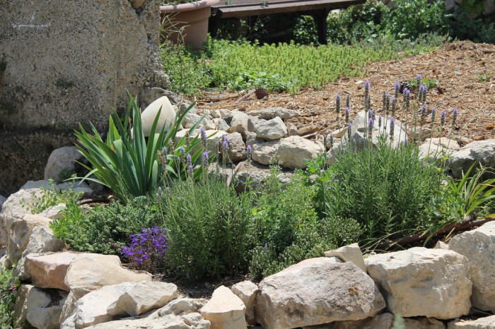 missjuve_ein_karem_10