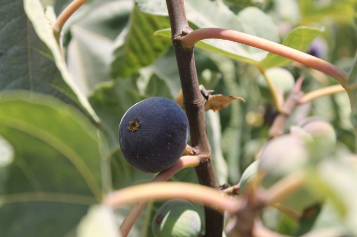 missjuve_ein_karem_9