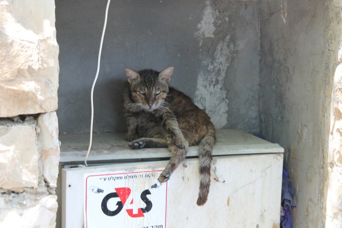 missjuve_ein_karem_12