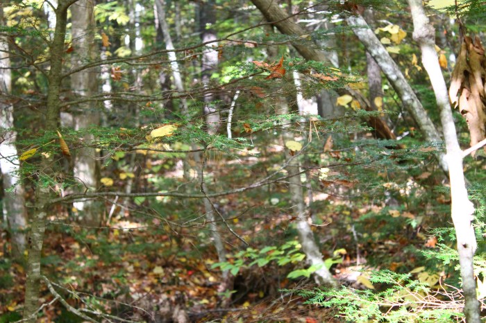 NorthConwayNH_part9_4