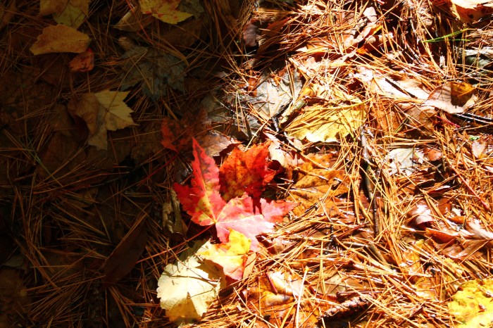 NorthConwayNH_part9_16