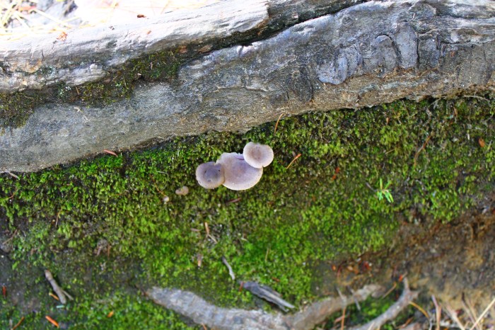 NorthConwayNH_part9_18