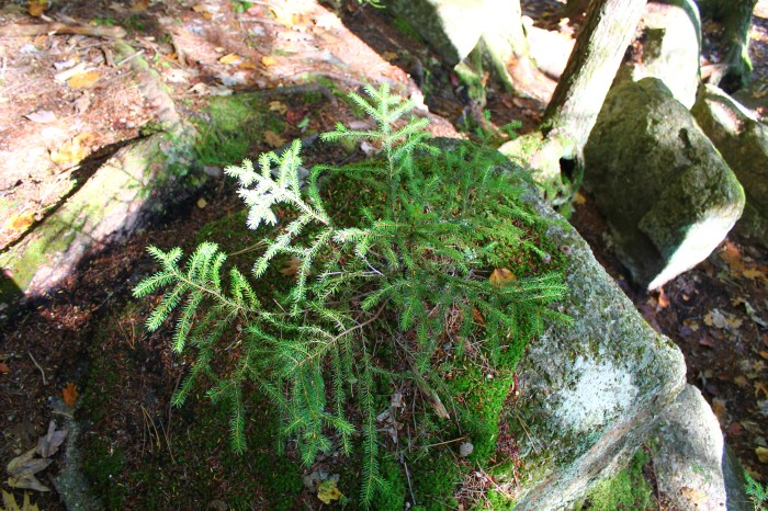 NorthConwayNH_part9_19