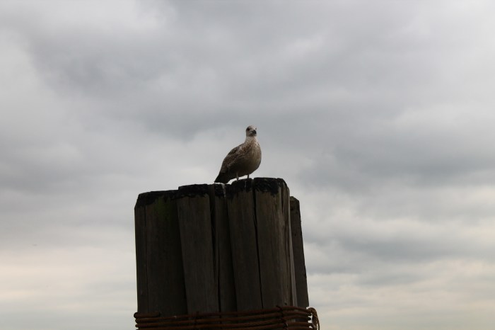 NYC_MissJuve_Part_11_6