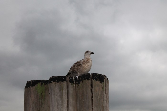 NYC_MissJuve_Part_11_7